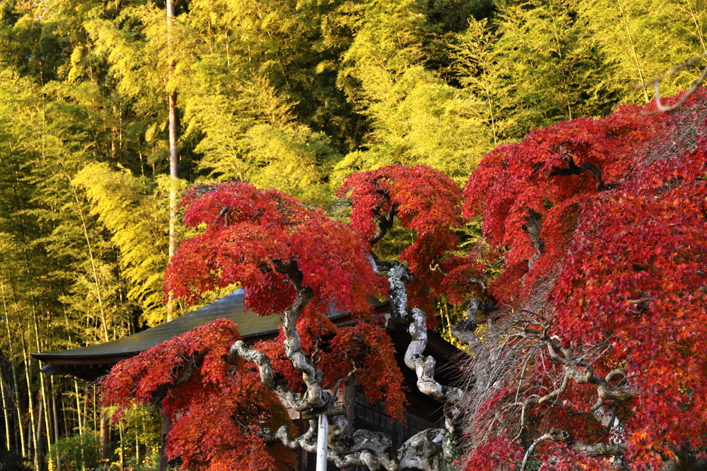 12月の紅葉　