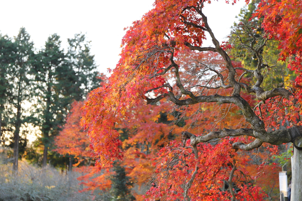 いわきの紅葉