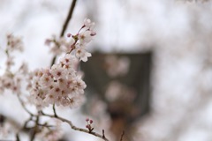 桜のおしくらまんじゅう2