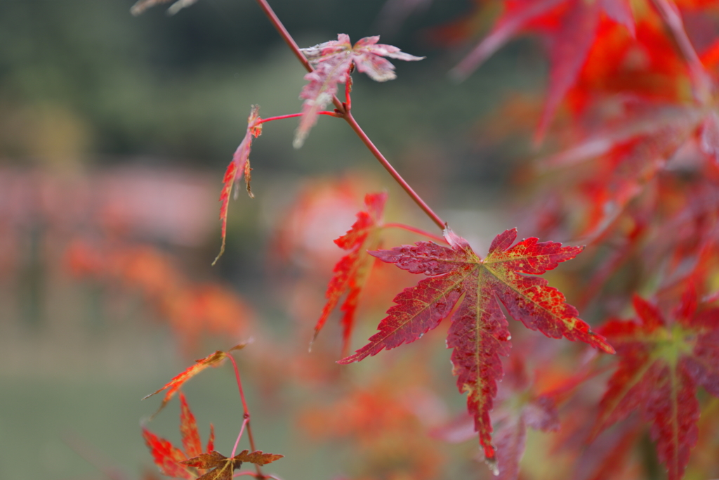 真っ赤な紅葉