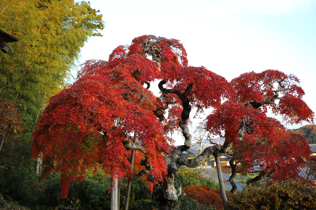 いわきの紅葉