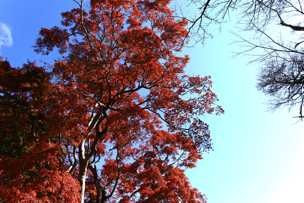 空高く