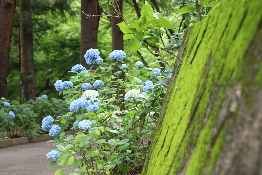 紫陽花