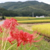 秋を感じるこの季節