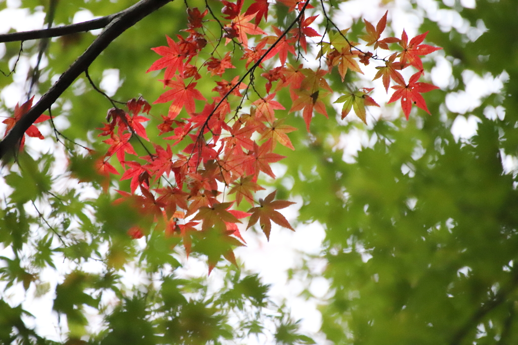 緑の中に　紅一点