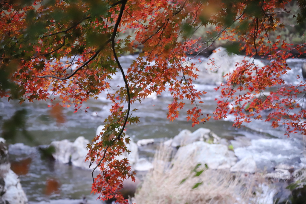 竜神峡　紅葉