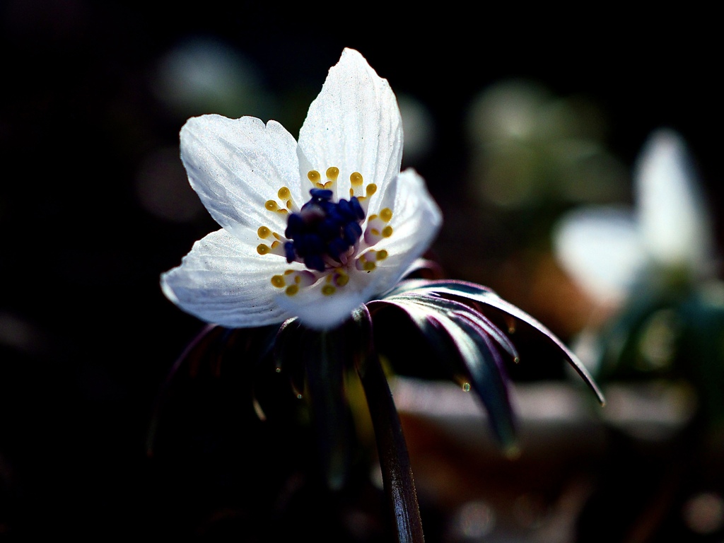 footsteps of spring66