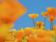 California poppy