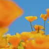 California poppy