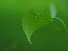 Green...green 