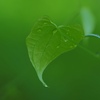 Green...green 
