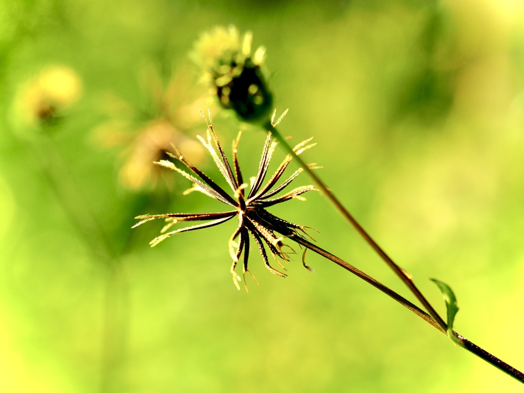 footsteps of spring39