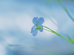 青い癒し