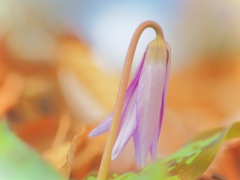 Fairy sleeping