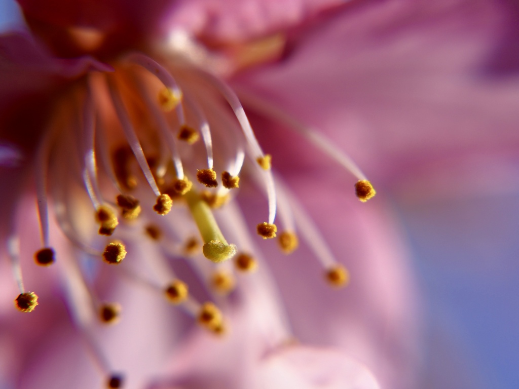 桜の花