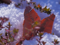 春の雪 Ⅱ