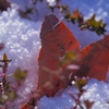 春の雪 Ⅱ