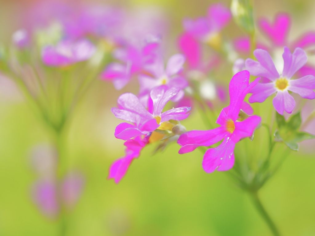 Spring has come! 98