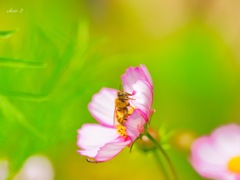 spring insects 47