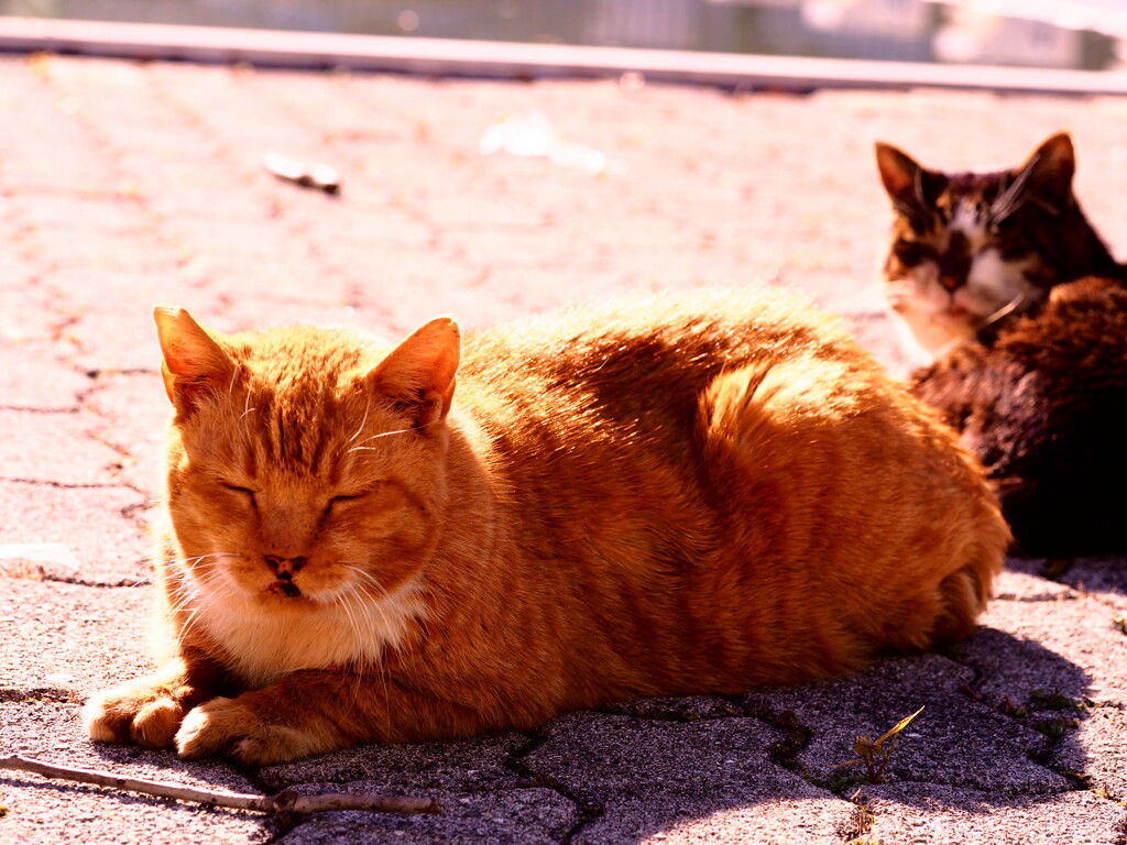 Cats11