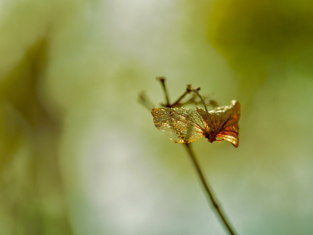 footsteps of spring56