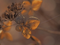 Spider's Thread