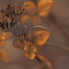 Spider's Thread