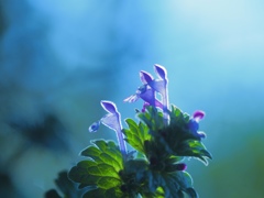 祈りの時