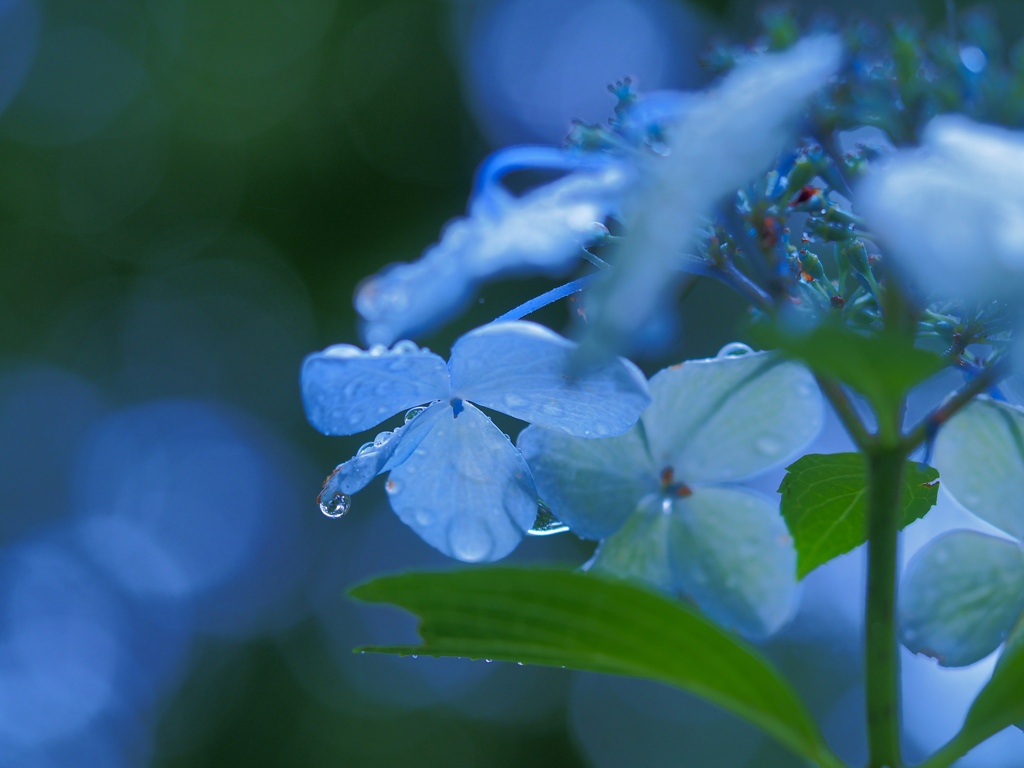 Rainy season hydrangea