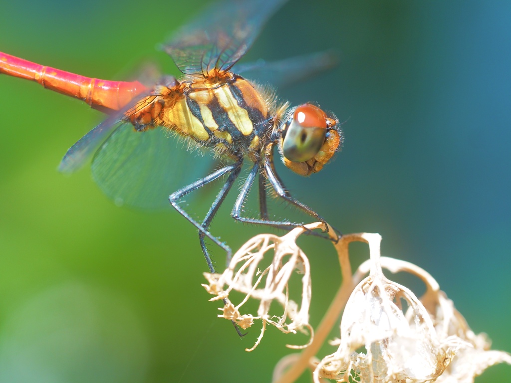 Sympetrum frequens