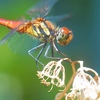 Sympetrum frequens