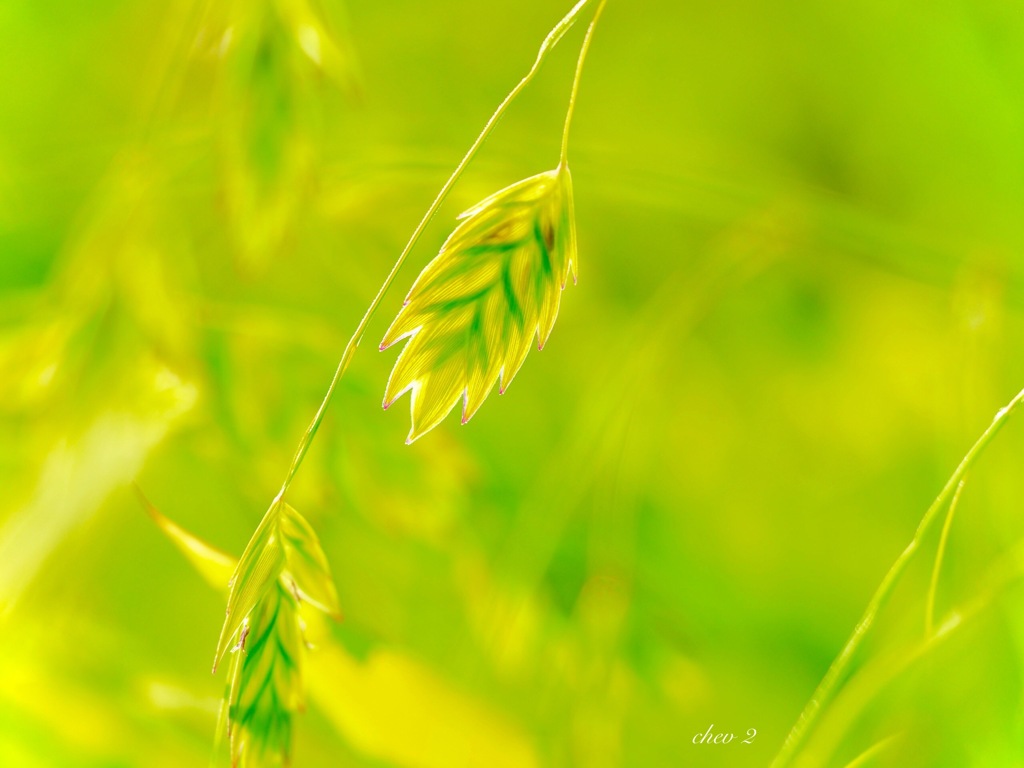 Swaying summer flowers 18