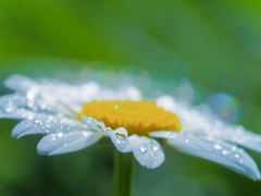 Shining Droplets