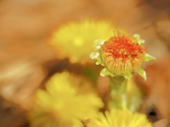 Spring has come! 39