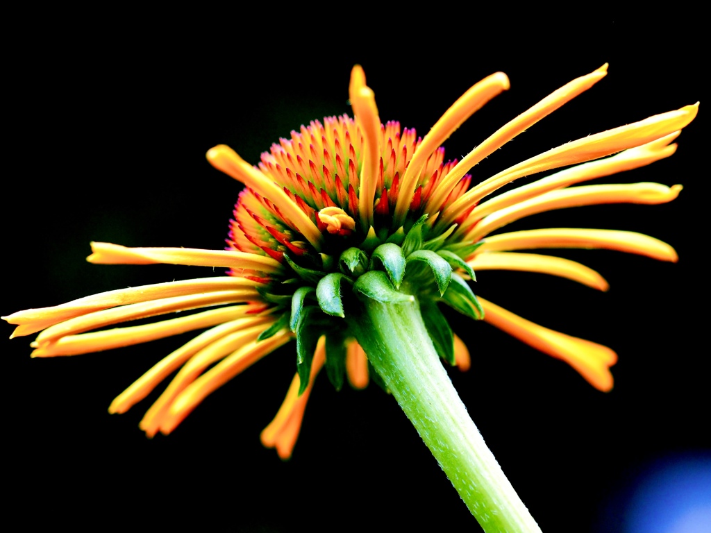 Early summer flowers 30