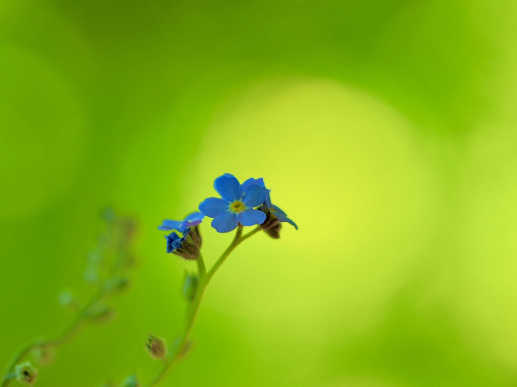 Early summer flowers 35