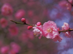 香りに満たされて