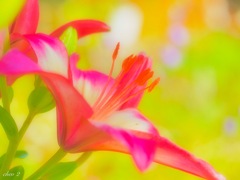 June wind color 10