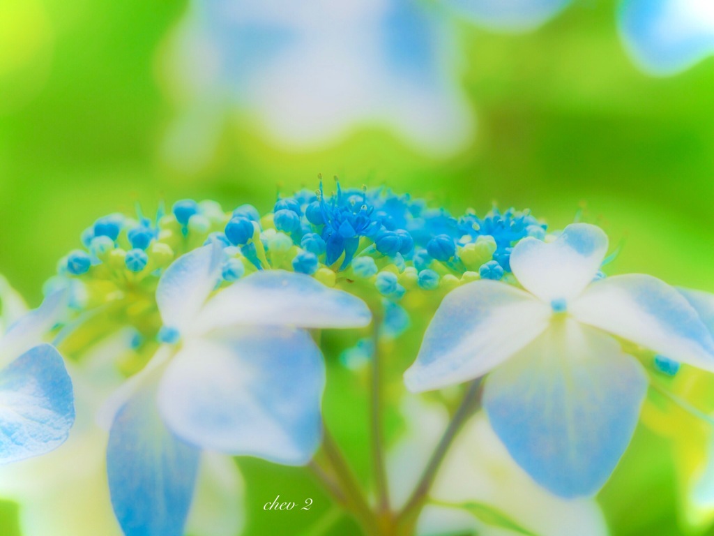 June wind color 34