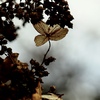 Winters2