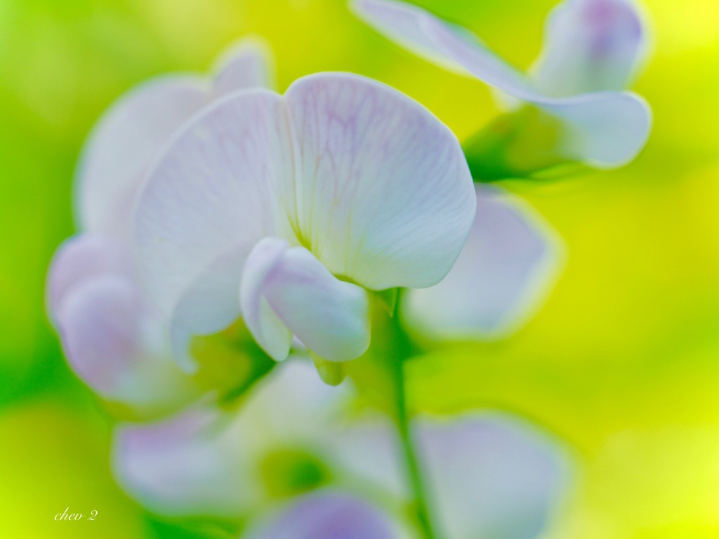 Swaying summer flowers 12