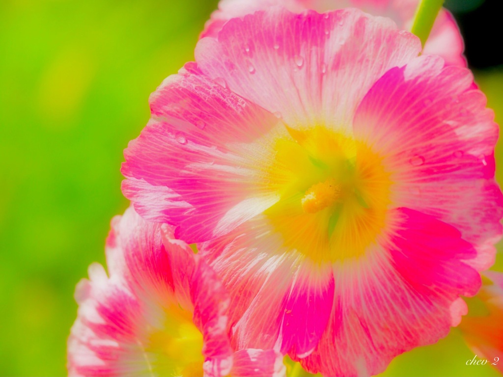 June wind color 11