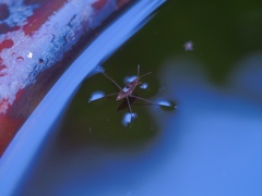 Water strider