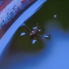 Water strider