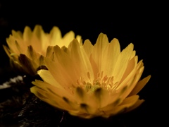 footsteps of spring67