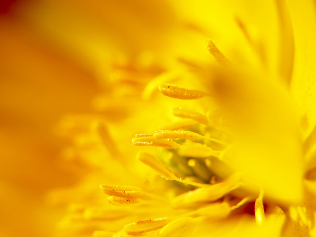 Yellow world .｡oO