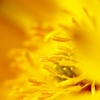 Yellow world .｡oO
