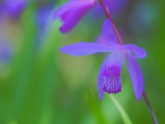Purple Orchid