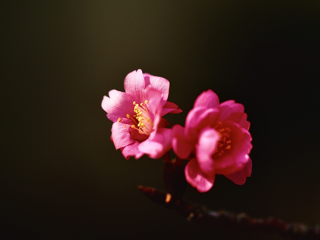 footsteps of spring69