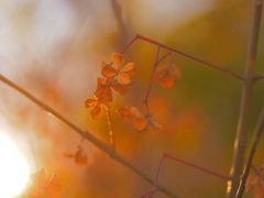 Dried Flowers